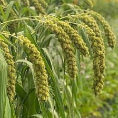 Millet: Nepal ready to work with India to push millet cultivation, consumption